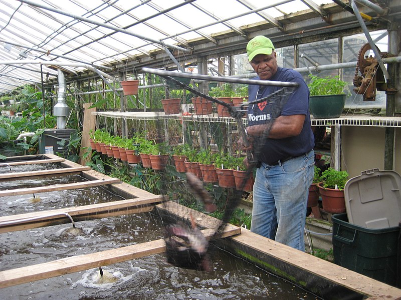 Will Allen nets Tilapia at the urban farm Growing Power in 2008.
