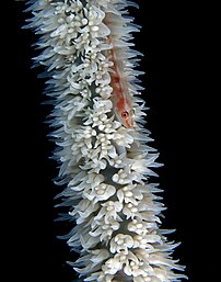 Un gobie nain (Bryaninops yongei) sur un corail noir du genre Cirrhipathes, en Timor oriental. (définition réelle 3 300 × 4 200)