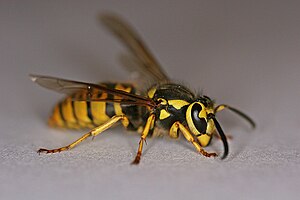 English: a yellow jacket wasp