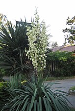 Iuca (Yucca elephantipes)