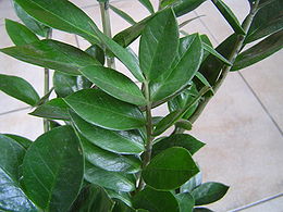 Zamijalapis zamiokulkas (Zamioculcas zamiifolia)