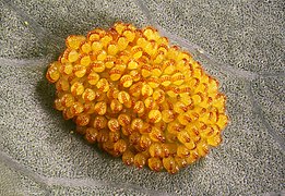 Sore de Polypodium aureum, grossi 50 fois, amas de sporanges.