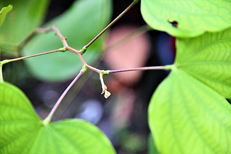 Bauhinia sirindhorniae สิรินธรวัลลีพรรณไม้ในวงศ์ Fabaceae.