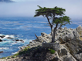 Image illustrative de l’article Lone Cypress