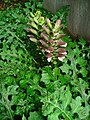 Acanthus hungaricus (sinonim Acanthus balcanicus)