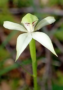 Το είδος Adenochilus gracilis near Makarora in New Zealand