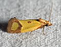 Agapeta zoegana