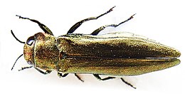 Žaliasis serbentinis siaurablizgis (Agrilus viridis)