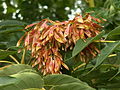 Samare d'ailante glanduleux, Ailanthus altissima,(Simaroubaceae).