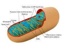 Animal mitochondrion diagram fr.svg