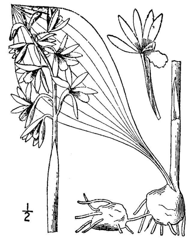 Description de l'image Aplectrum hyemale BrittonBrown.png.