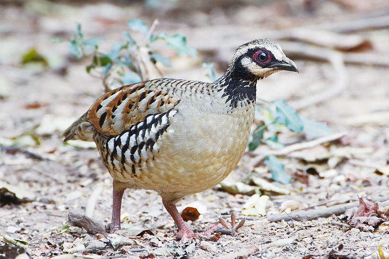 Bar-backed Partridge female