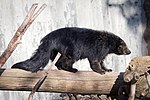 Miniatura para Arctictis binturong