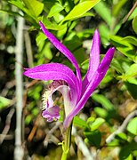 Arethusa bulbosa