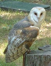 A Barn Owl, Tyto alba.