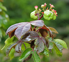 Jatropha gossypiifolia[англ.]