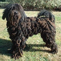 http://upload.wikimedia.org/wikipedia/commons/thumb/8/80/Bergamasco_600.jpg/250px-Bergamasco_600.jpg