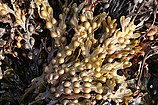 Bladder Wrack (Fucus vesiculosus) - geograph.org.uk - 224125.jpg