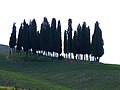 Il bosco dei Cipressi, vicino a San Quirico, scorcio tipico della valle