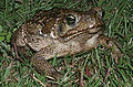 Bufo marinus (Sapo cururu)