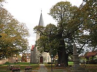 Bugenhagen-Linde von Westen, mit der Dorfkirche im Hintergrund