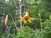 Canada lily in Maine