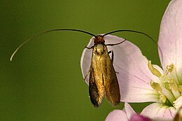 Cauchas rufimitrella (Adelidae)