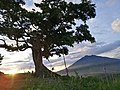 "Century tree" sa Barangay Antipolo