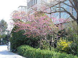 Virágzó júdásfa (Cercis siliquastrum, Barcelona)