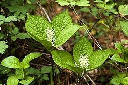 Chloranthus fortunei 2.jpg