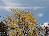 Chloroxylon swietenia en fleurs