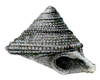 drawing of apertural view of trochiform shell