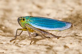 Cicadella viridis en Oroso. Galiza.jpg