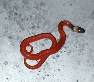 La clelia obscure (Clelia clelia) est venimeuse et se nourrit principalement de rongeurs, lézards et d’autres serpents.