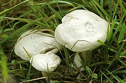 Nuodingoji tauriabudė (Clitocybe dealbata)