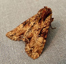 Leverbrunt ängsfly, Apamea epomidion