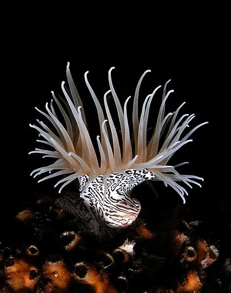 File:Colonial anemone zebra.jpg