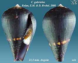 Conus gabrielae