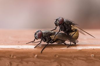 02/08: Mosques (Musca domestica) copulant