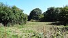 Cranebank meadow