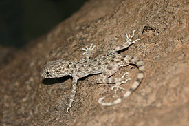 Длиннопалый тонкопалый геккон