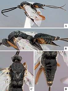 Dasylagon aegeriae