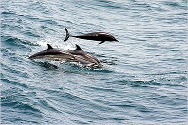 Natation synchronisée Trois dauphins jouent au milieu du détroit de Gibraltar, ils étaient à environ 300-400 m du ferry, en août 2015.
