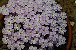 Dionysia bryoides