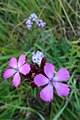 Dyanthus pontederae, cvet