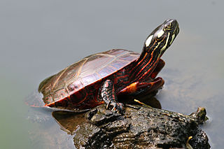 Восточная расписная черепаха (Chrysemys picta picta) .jpg