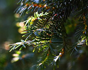 서양주목(Taxus baccata)