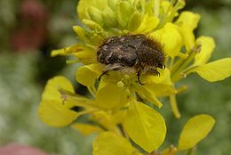 Gauruotasis auksavabalis (Epicometis hirta)