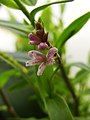 Epidendrum fimbriatum - Flickr 003.jpg