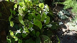 Epimedium setosum